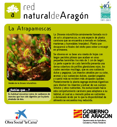 Pie temático realizado para los tremedales de Orihuela del Tremedal Pie temático realizado para los tremedales de Orihuela del Tremedal