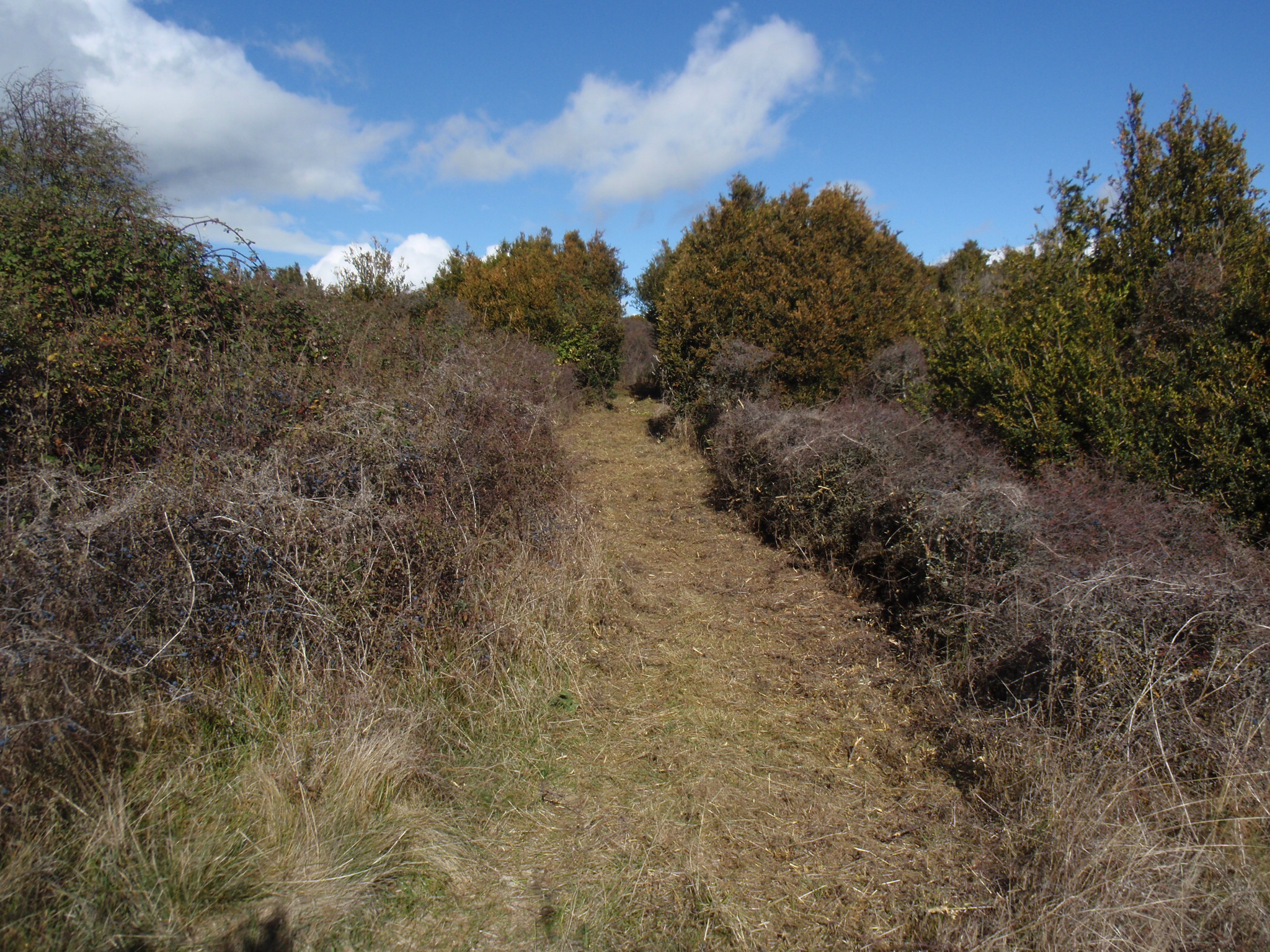 Desbroce en el camino a la cima del Tozal de Asba Desbroce en el camino a la cima del Tozal de Asba