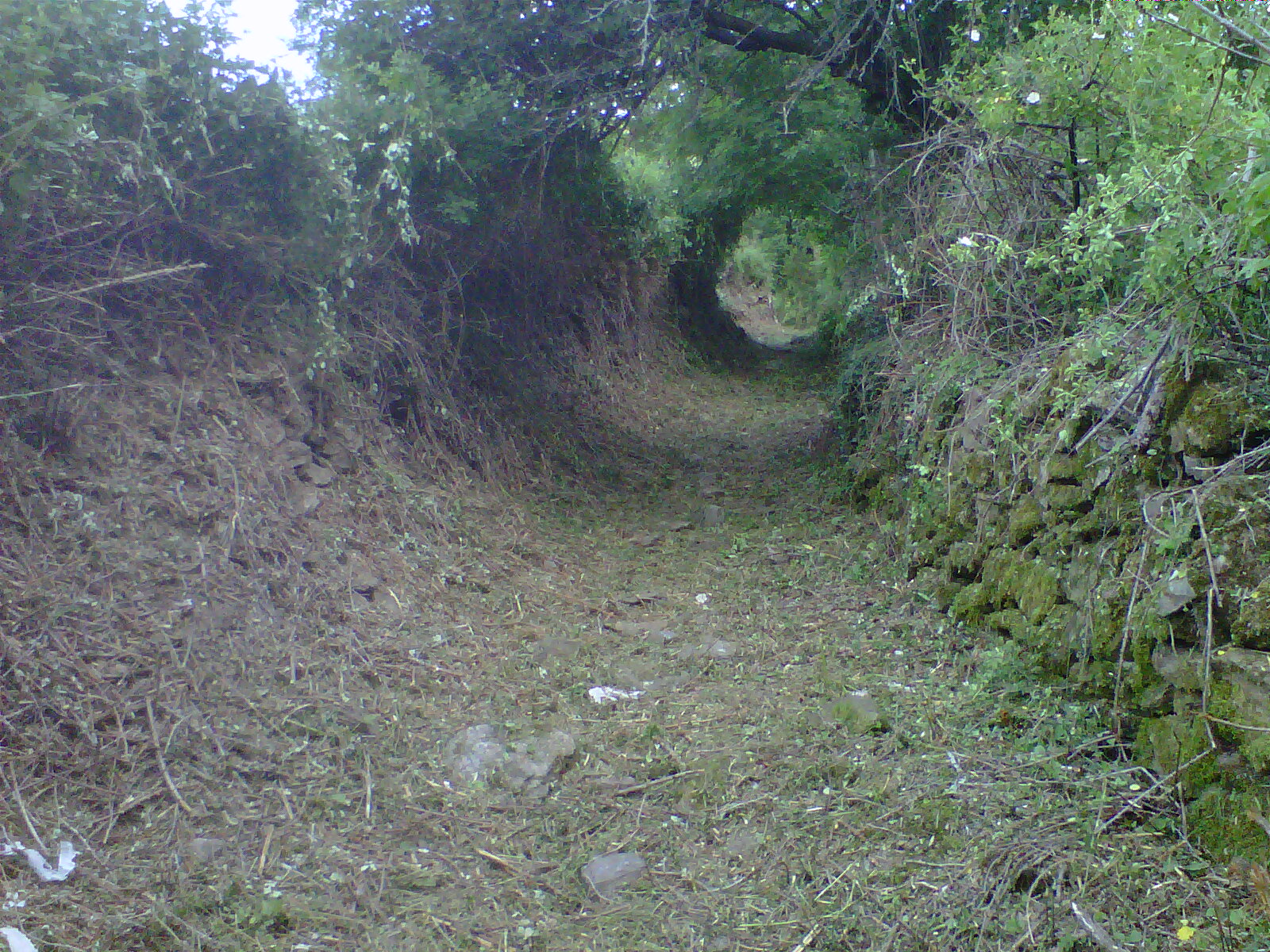 Desbroce Montanuy después Desbroce Montanuy después